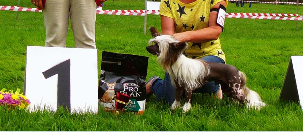 Star Dynasty Olimpus