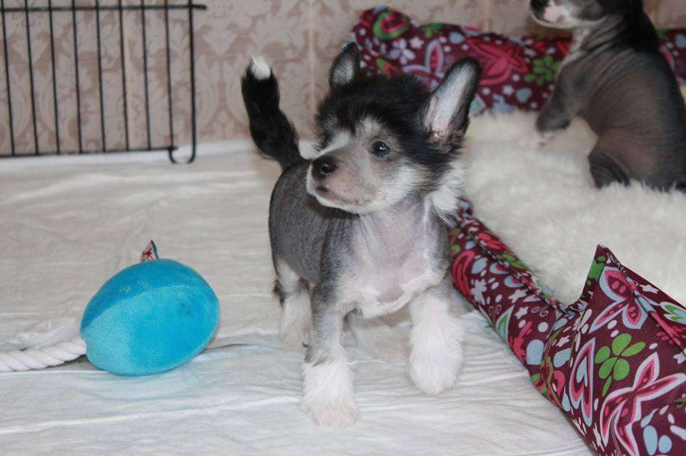 Brandrus Julius Valiant