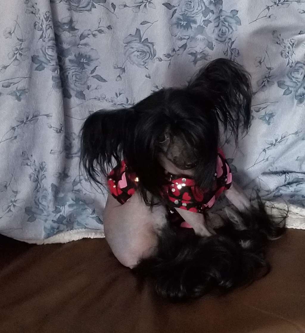 Nu Poil's Odysseus Penelope