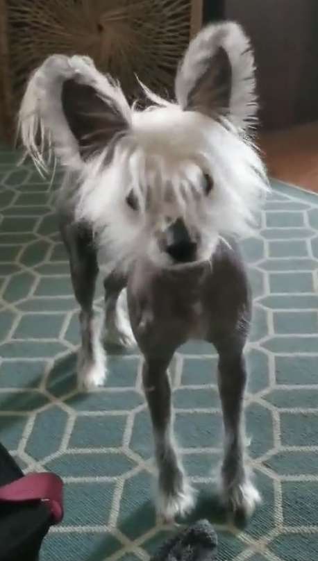 deBahTrio's Spiritual Sun Child