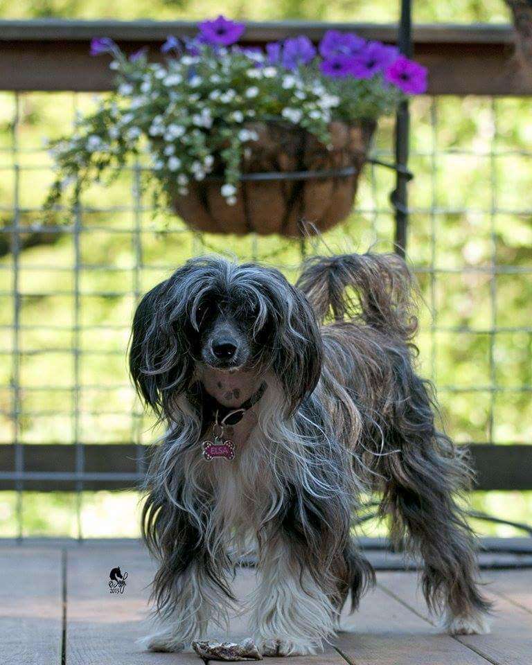 Mountian Meadows Elsa