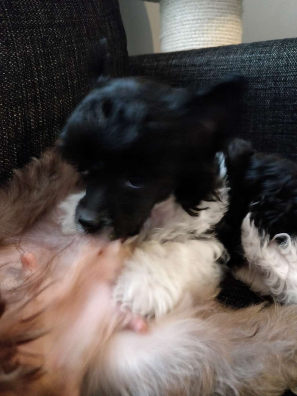 Chaotricals Can't Be Tamed