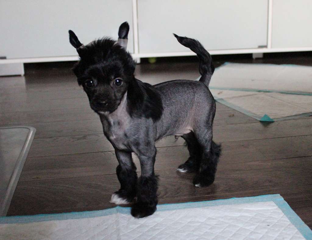 Chaotricals Definition Of Destiny