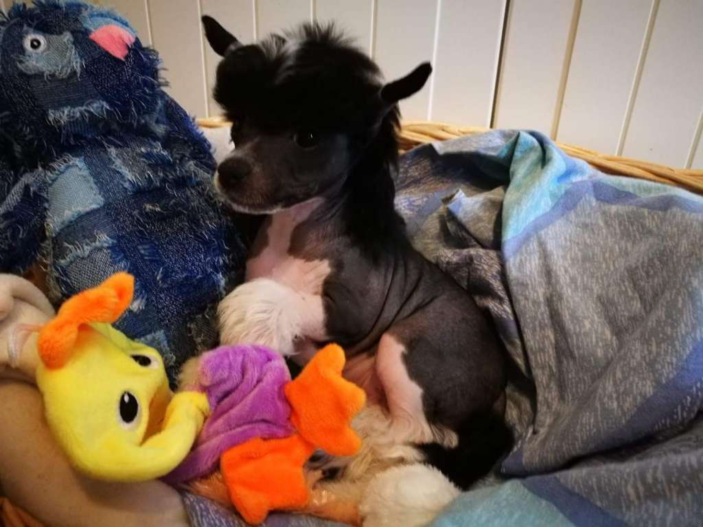 Chaotricals Eve Of Destruction