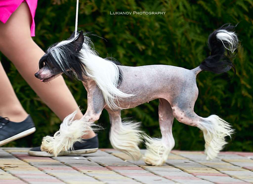 Ambition Oreo de Fageiro