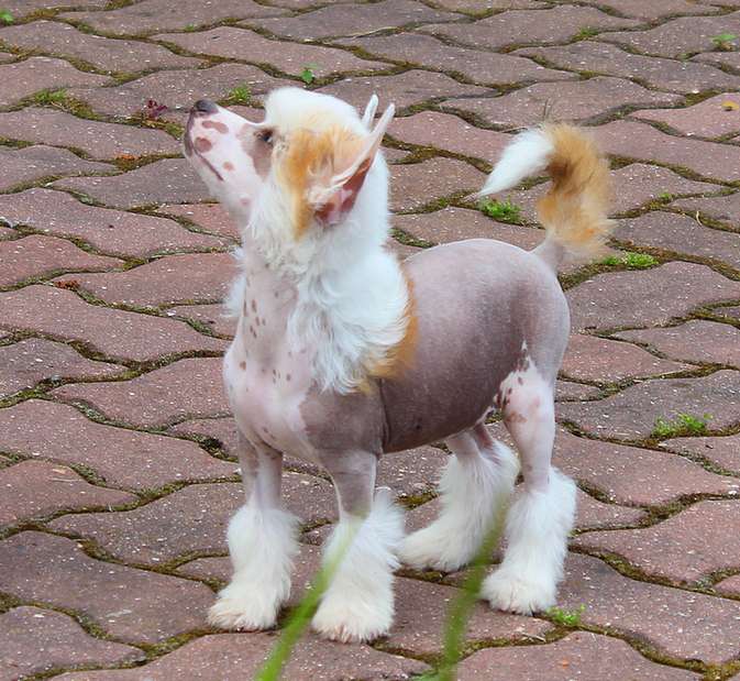 Angel O' Check Lusha Rijaya Vesnushka