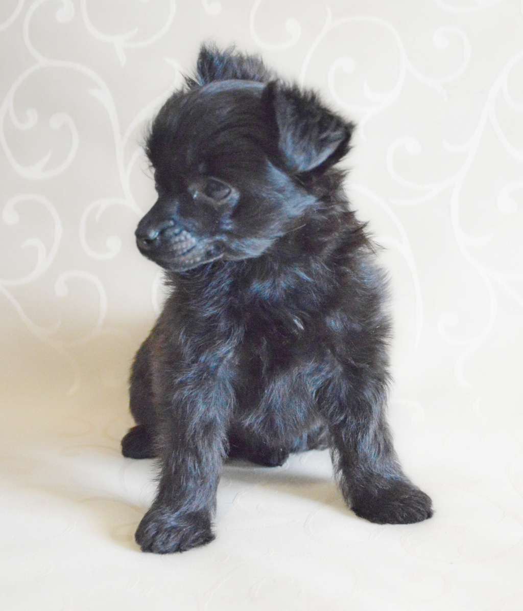 Fausija Jumana Catorina.gross