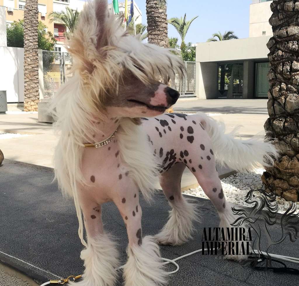 Altamira Imperial Brigitt Bardot