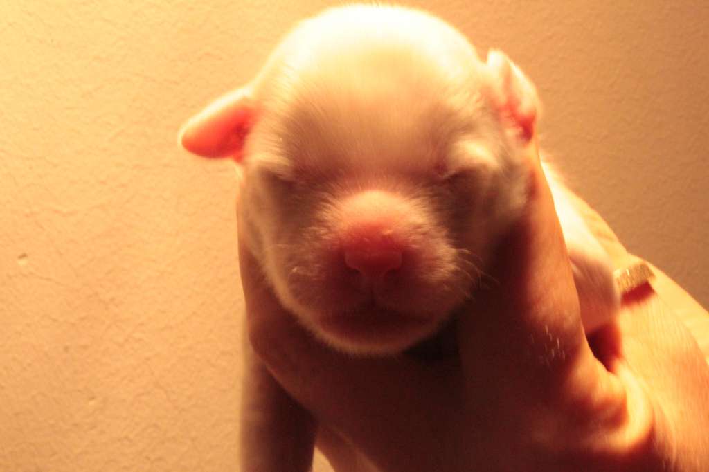 Allegranden Good Vibes