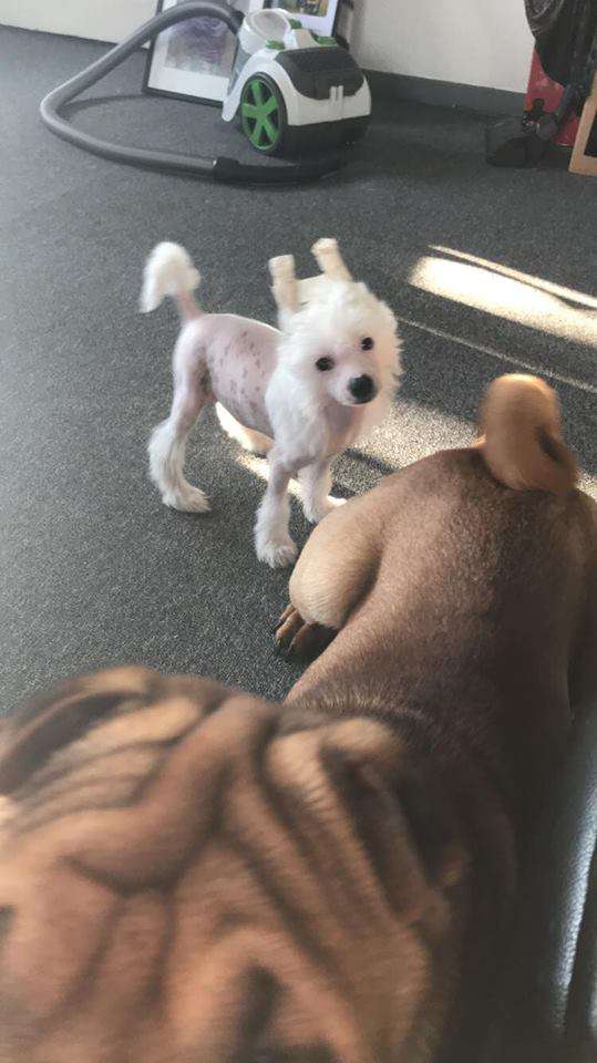 Olympiens Aphrodite - Goddess of Love