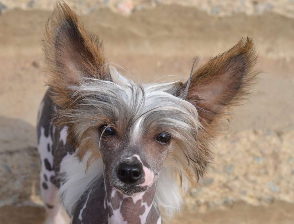 Valery Queen iz Sozvezdiya Khana