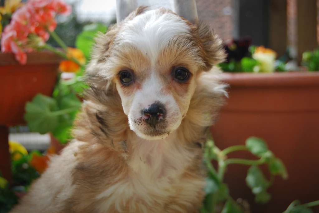 Orange Is The New Black Juna Dogs Fci