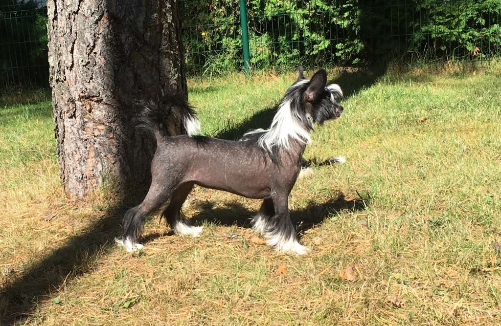 Cladary Triumph Elegant Lady Lily