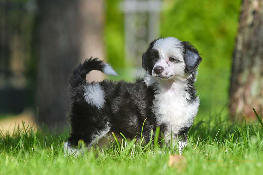 Cladary Triumph Edward Bobby