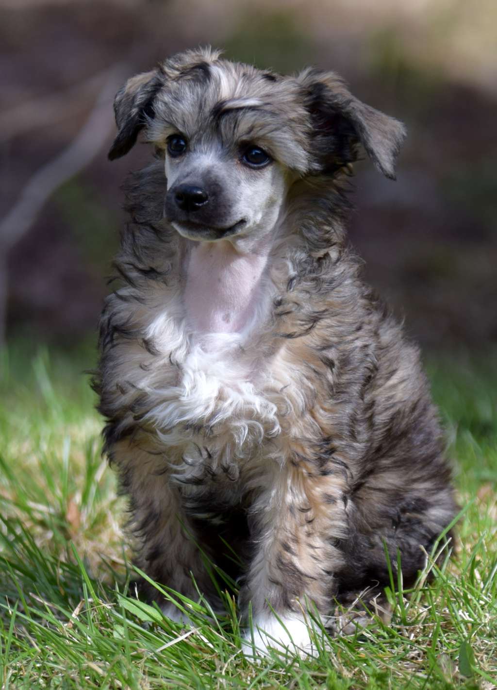 Artic Flyer's Unchain My Heart