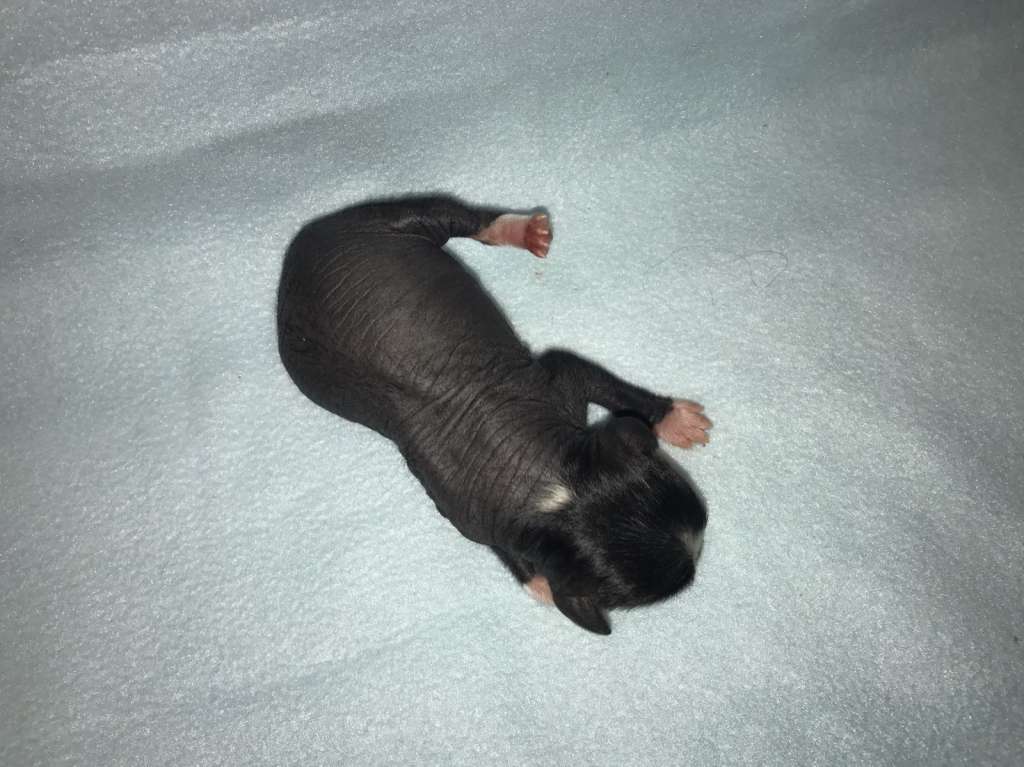 Amigo Austrian Stonefield