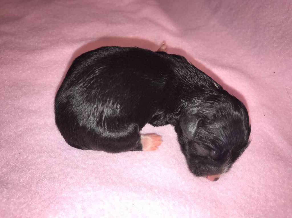 Amy Austrian Stonefield