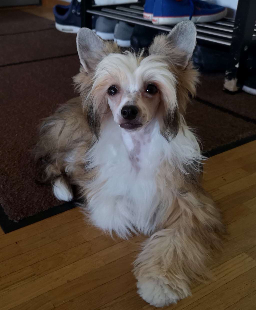 Licky Lips Joy of life