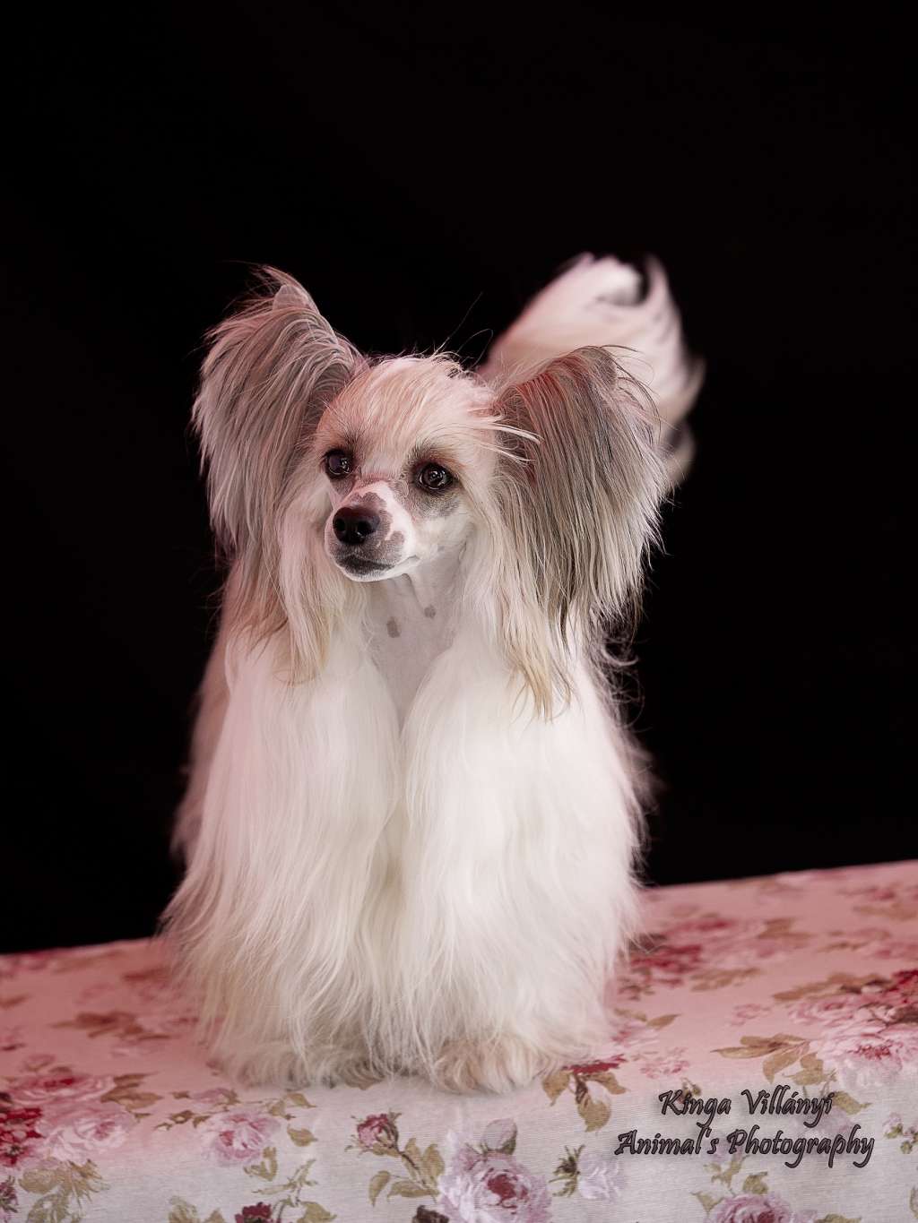 Licky Lips Joyful Noise