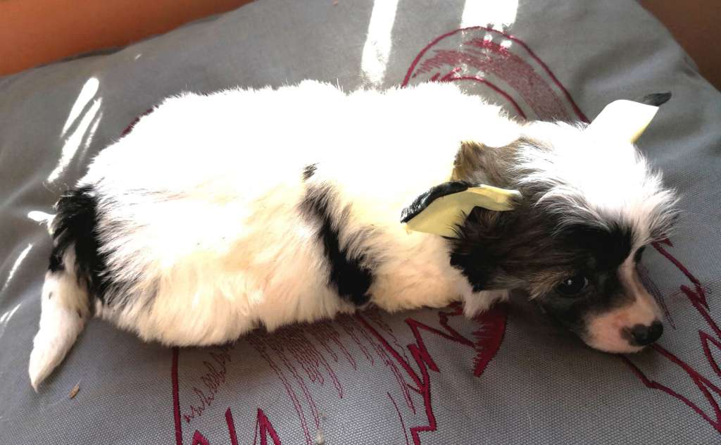 Fundoklia-völgyi Kaszanics Brooklyn