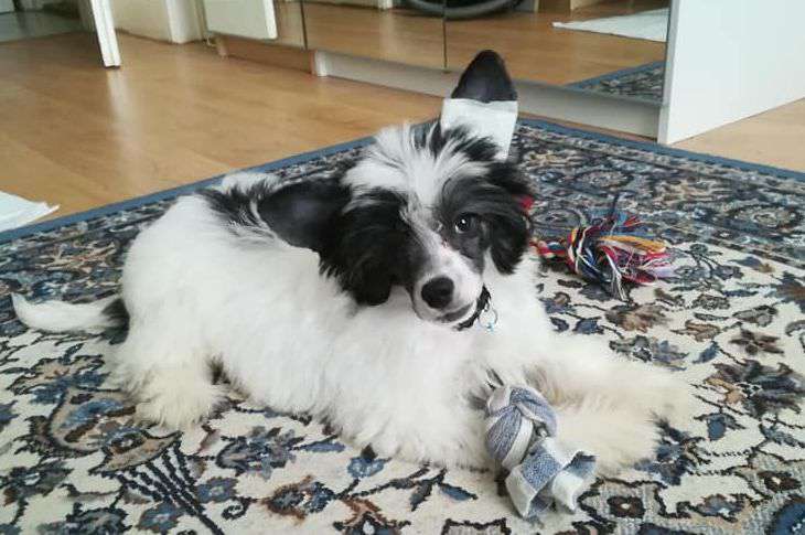 Fundoklia-völgyi Kaszanics Alaska