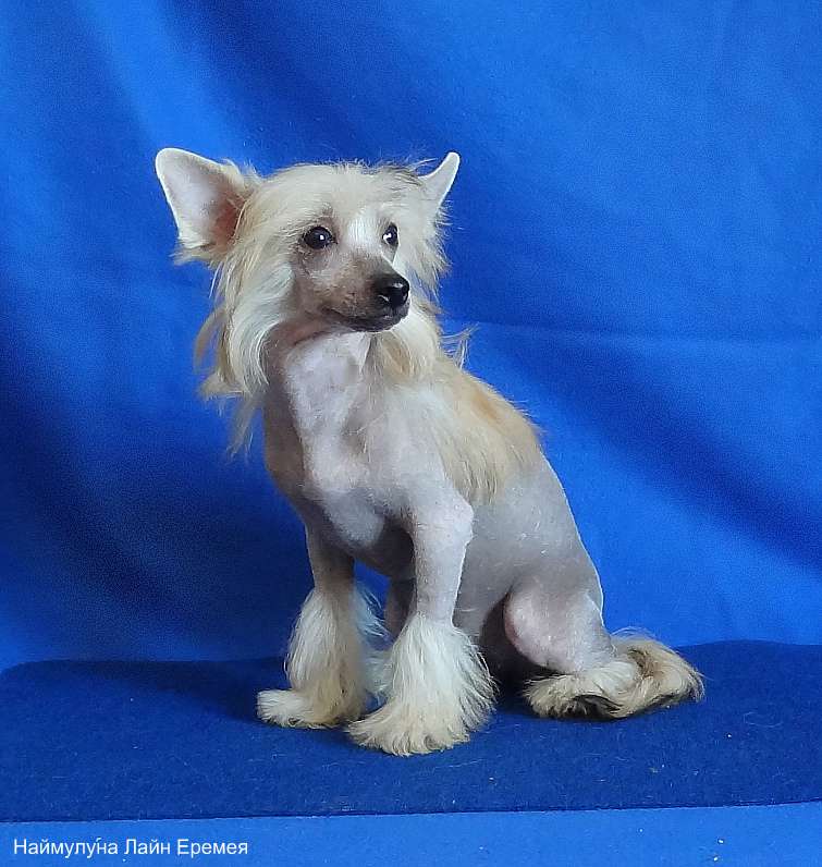 Naimuluna Line Eremeya