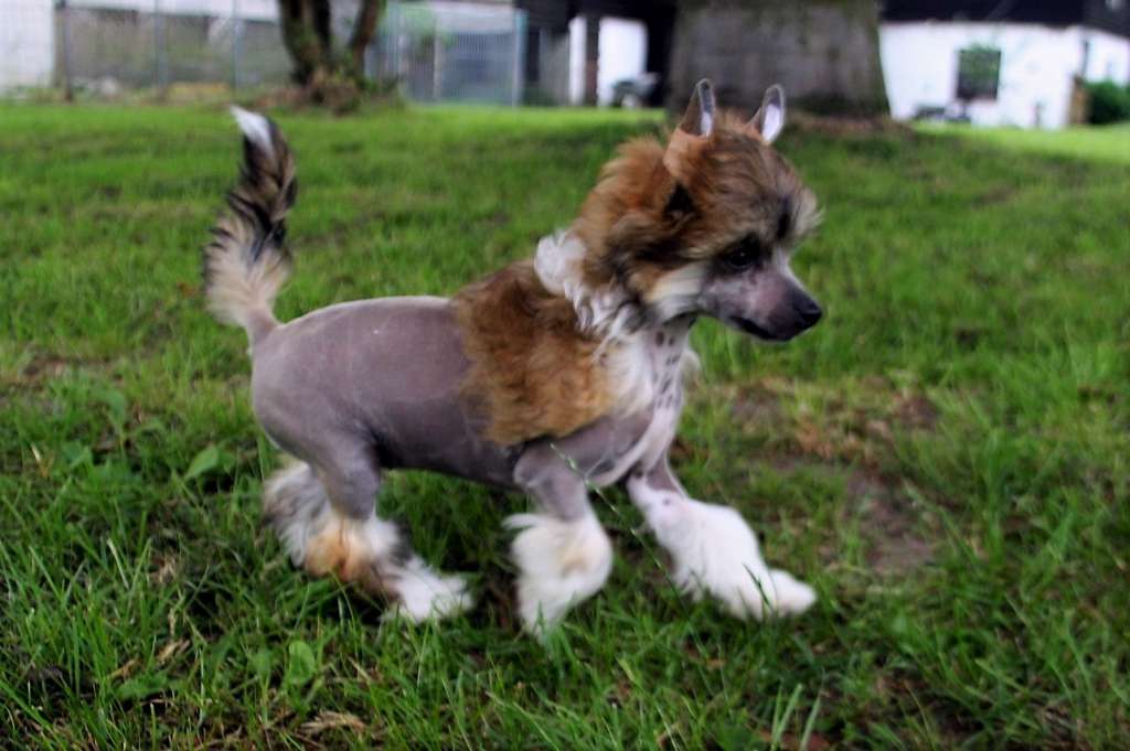 Be My Dog's Texas Dawn