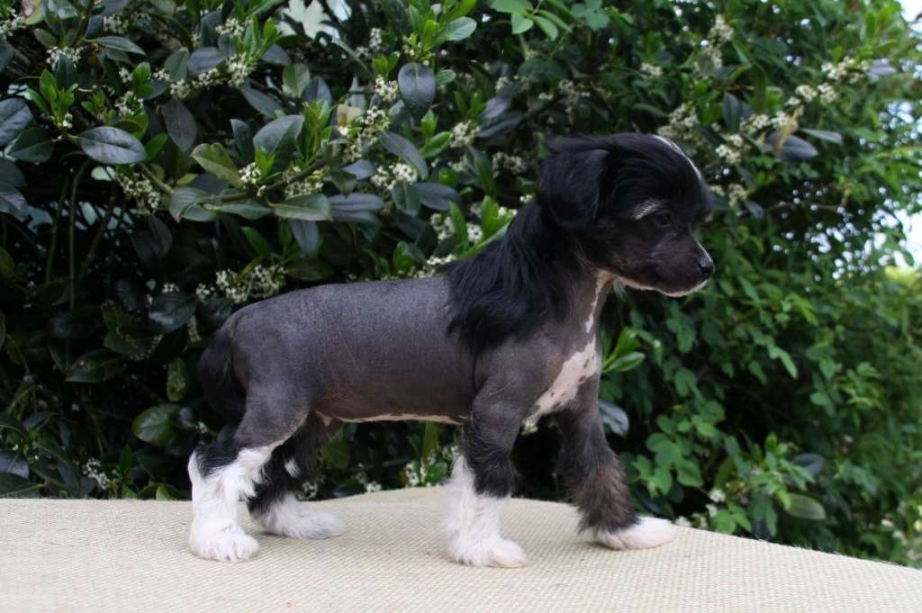 Be My Dog's Top O What