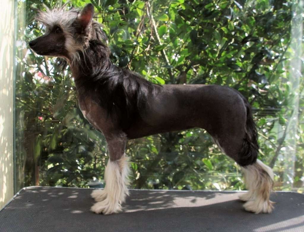 Be My Dog's Thermo Socks Sue