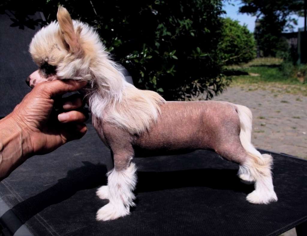 Be My Dog's Twisty Whiz