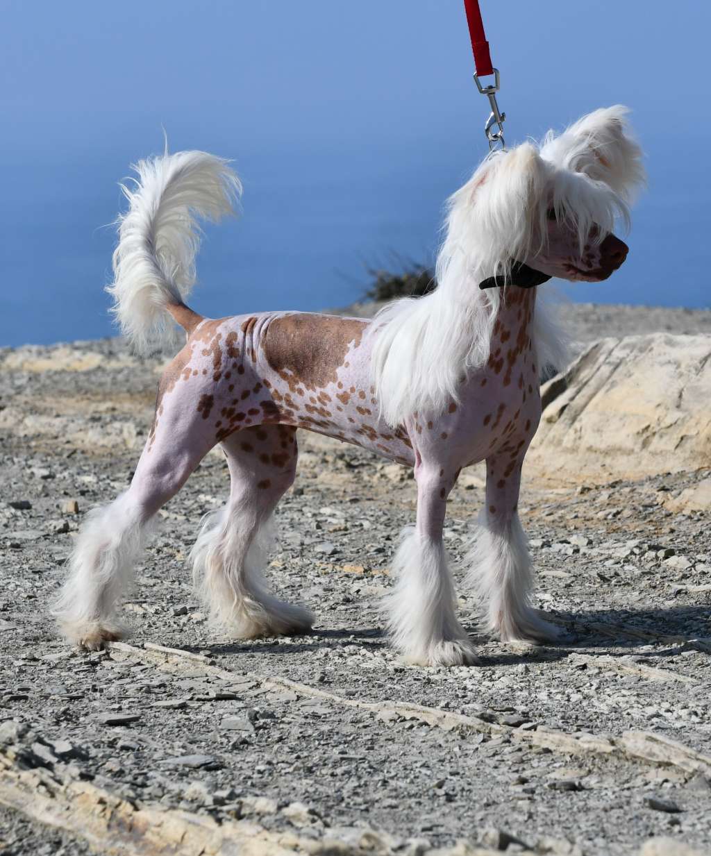 Sirocco Perform Like U Never Lost