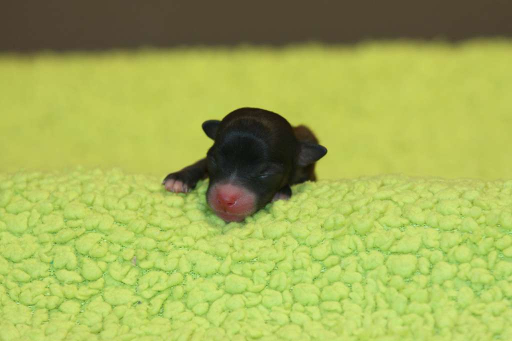 Zip-A-Dee-Doo-Dah Princes de la Roses