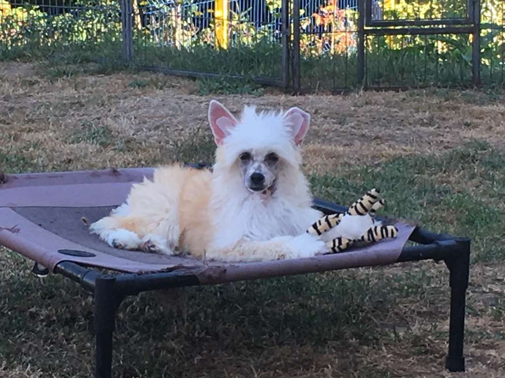 Zoosk Girl Princes de la Roses