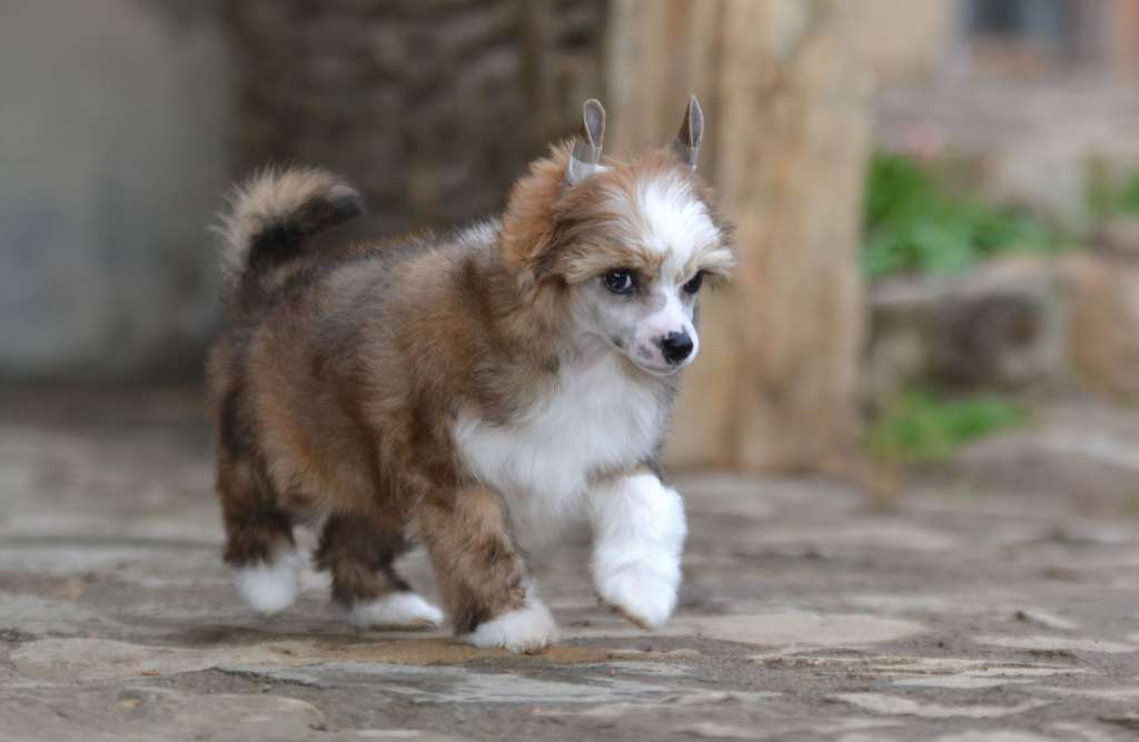 Umberto z Kamilova dvora