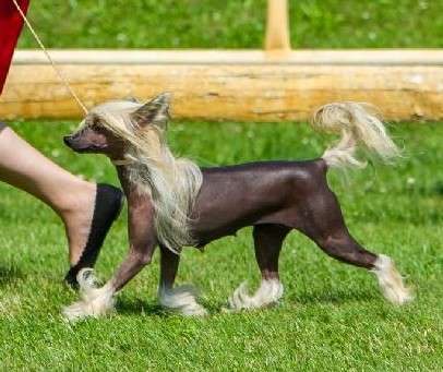 Ulla z Kamilova dvora