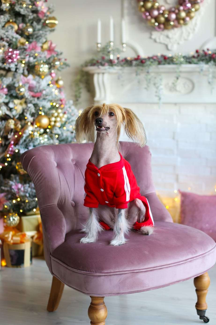 Citera Perfecta Lady Amber Ray