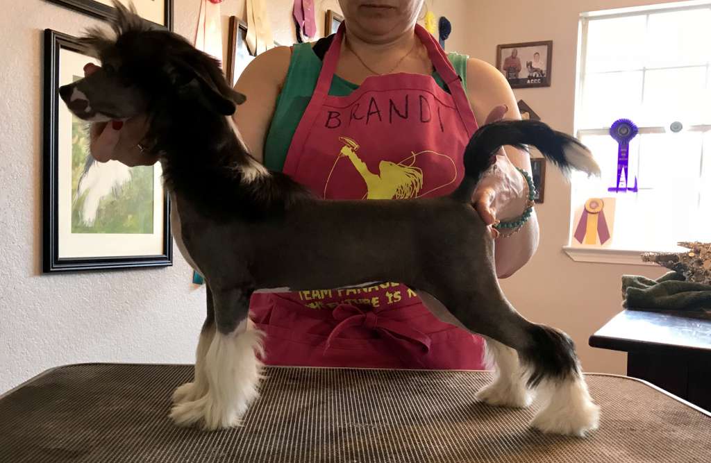 Dasha's Wack A Doodle