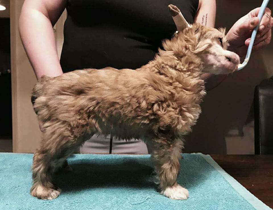 Cresternal Caramelicious