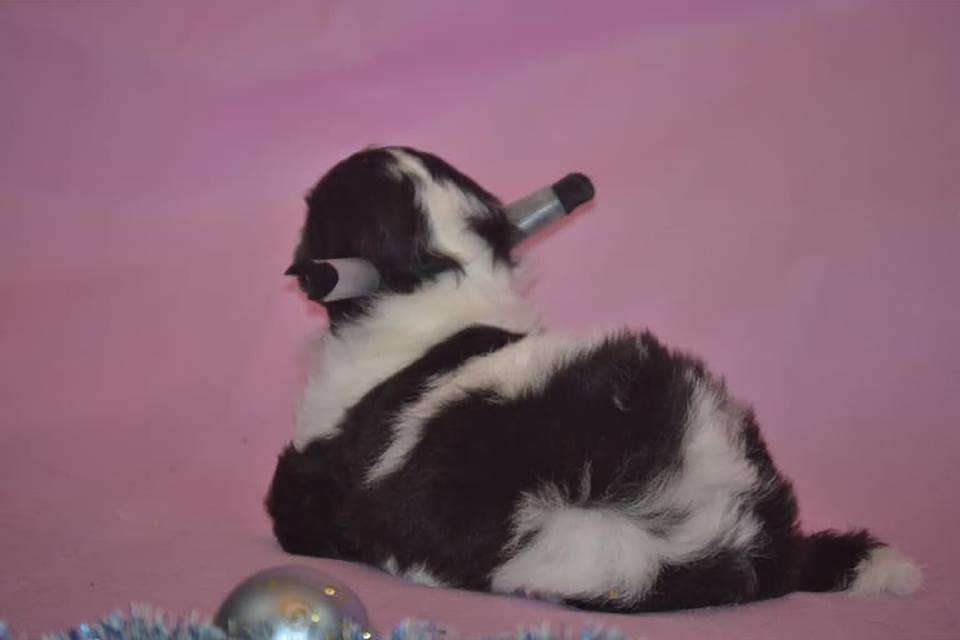 Ketrin Kristol Indoneziya