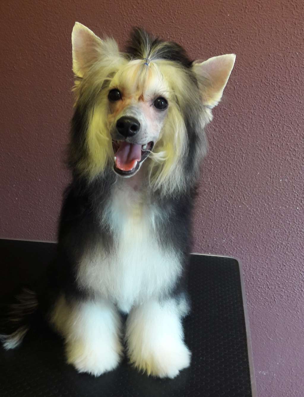 CONSTANTIN Insolite Familier