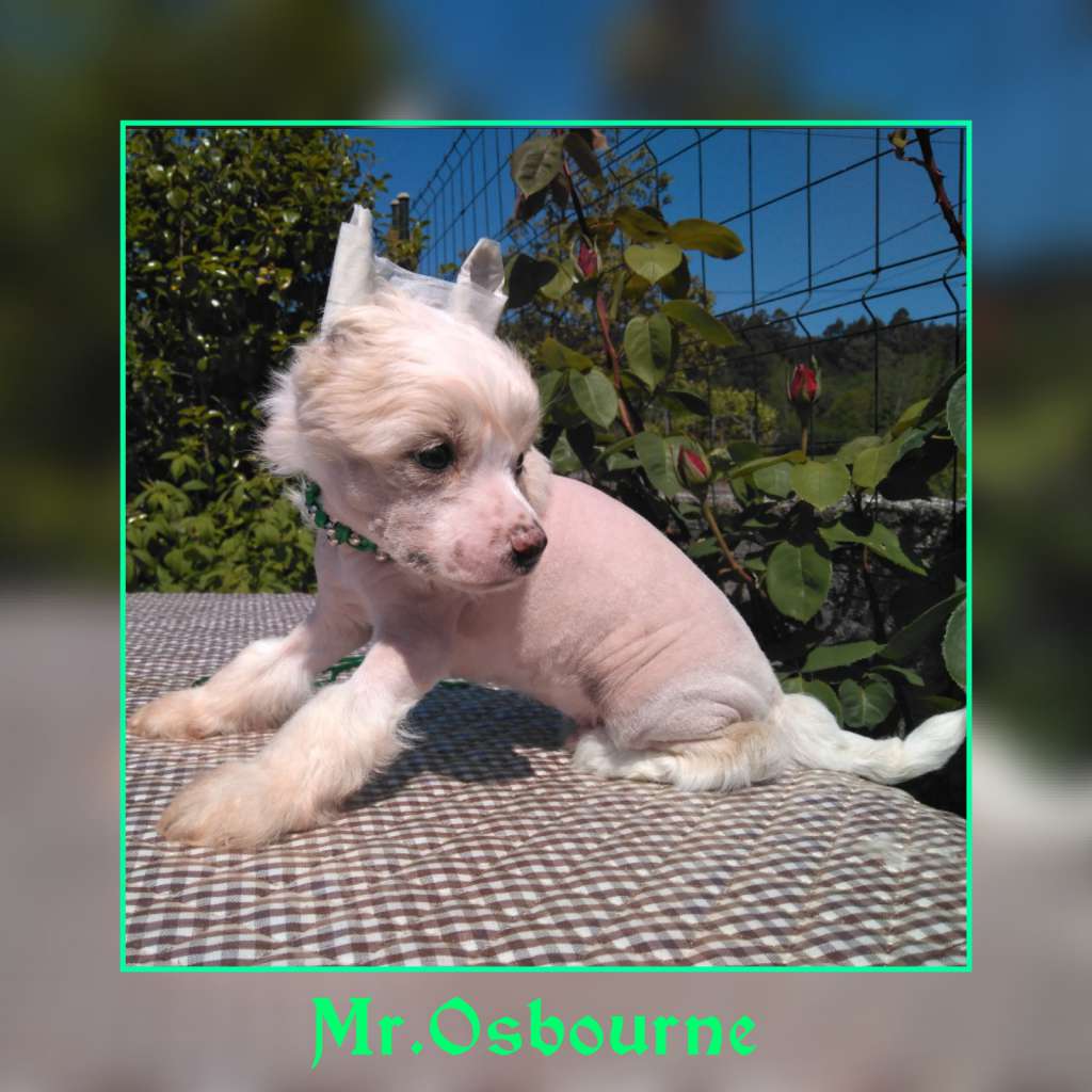 The Godfather of Metal da Terra das Pedras