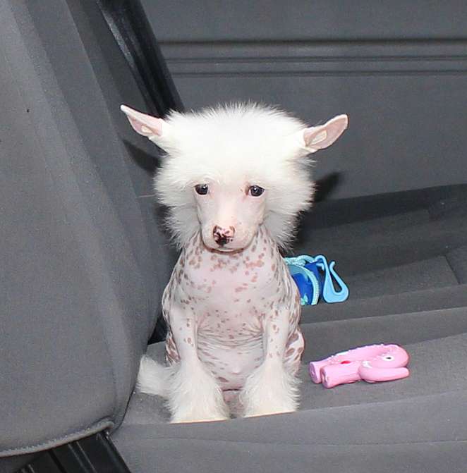 Angel O' Check Miltoniya