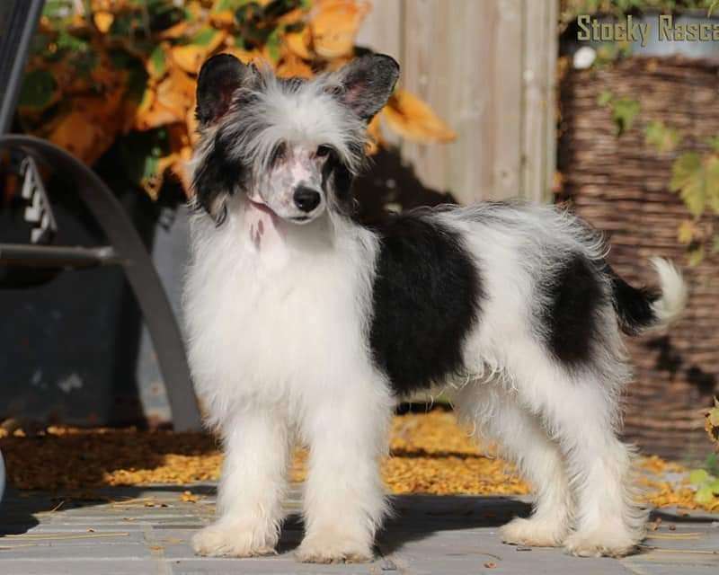 Forseti's Nothin' But Trouble