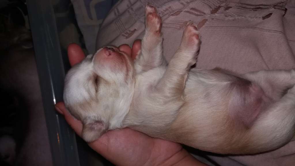 Denize'z Gizmo'z You can't fool me