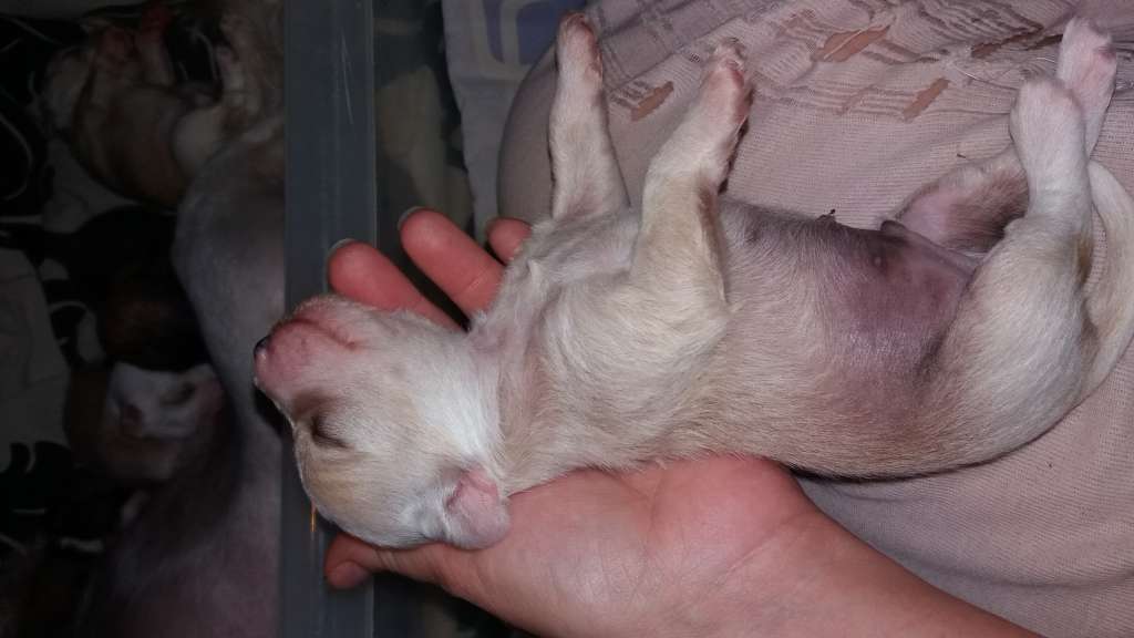 Denize'z Gizmo'z Another trick