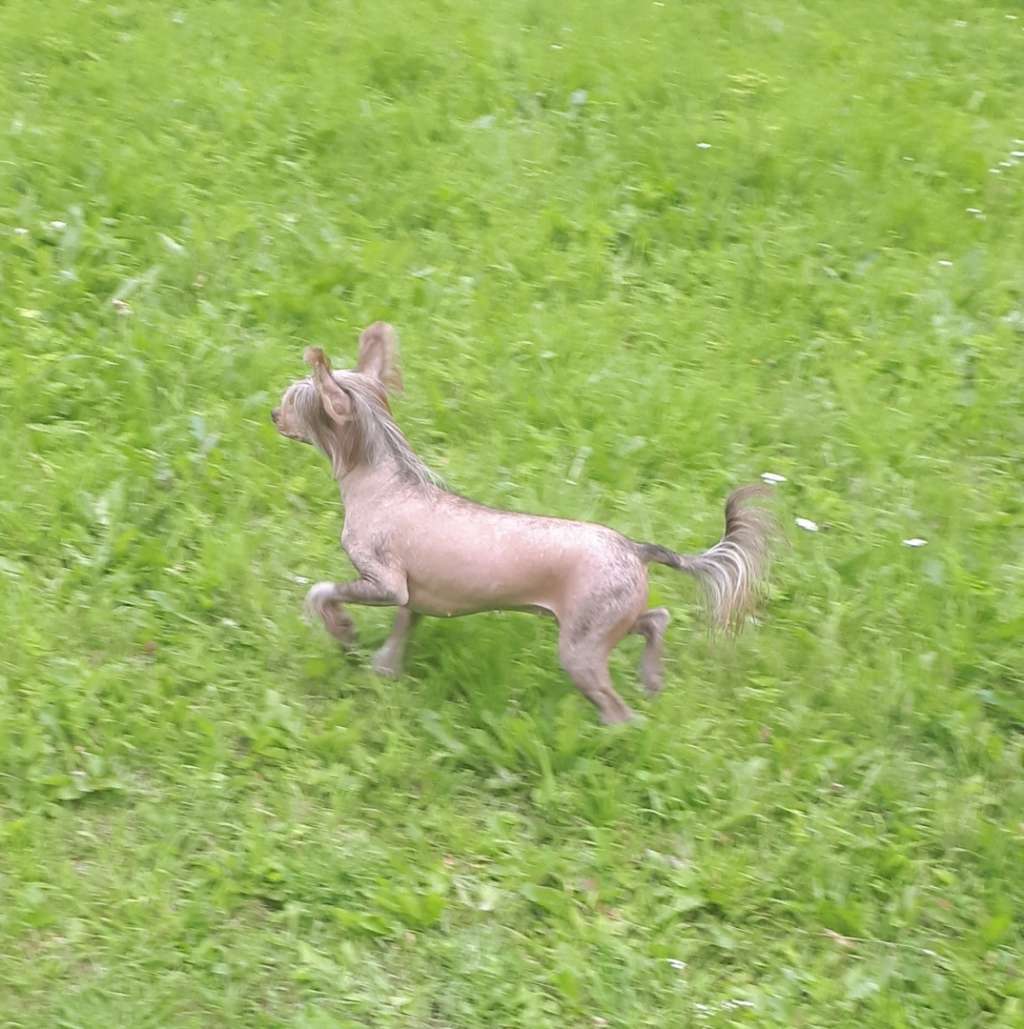 My Lucky Charm Godiva