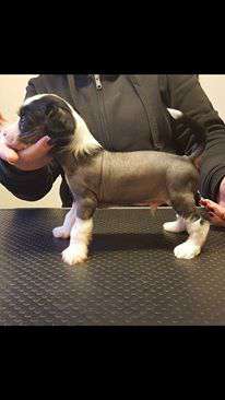 Luckytern Miss Me Blind