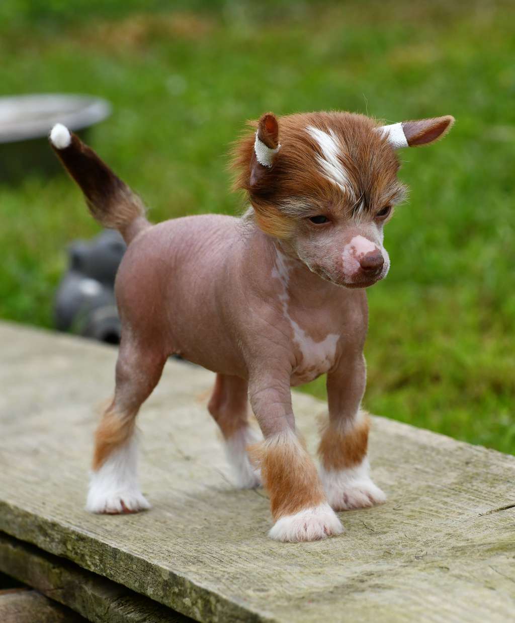 Little Dog Of Dream Oana The Tornado