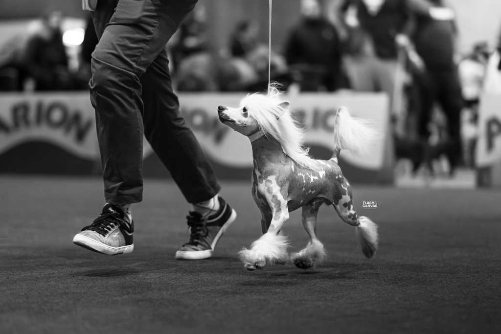 Little Dog Of Dream Othello The Spectacular