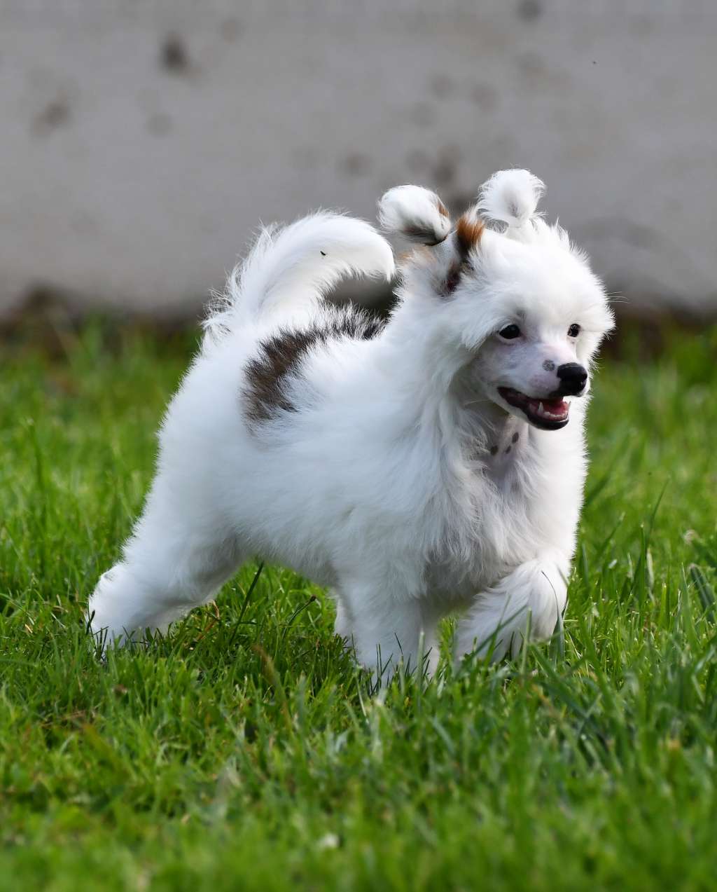 Little Dog Of Dream Olivia The Joyous